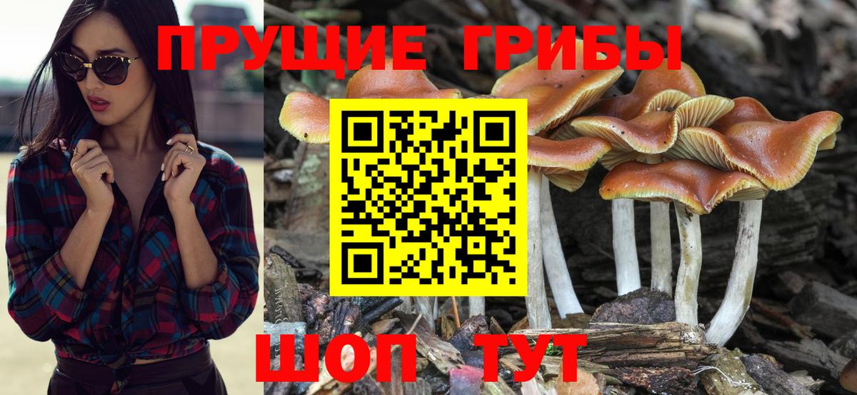 Галлюциногенные грибы Cubensis  Вход с VPN  закладки  Зерноград  Галлюциногенные грибы Psilocybe 